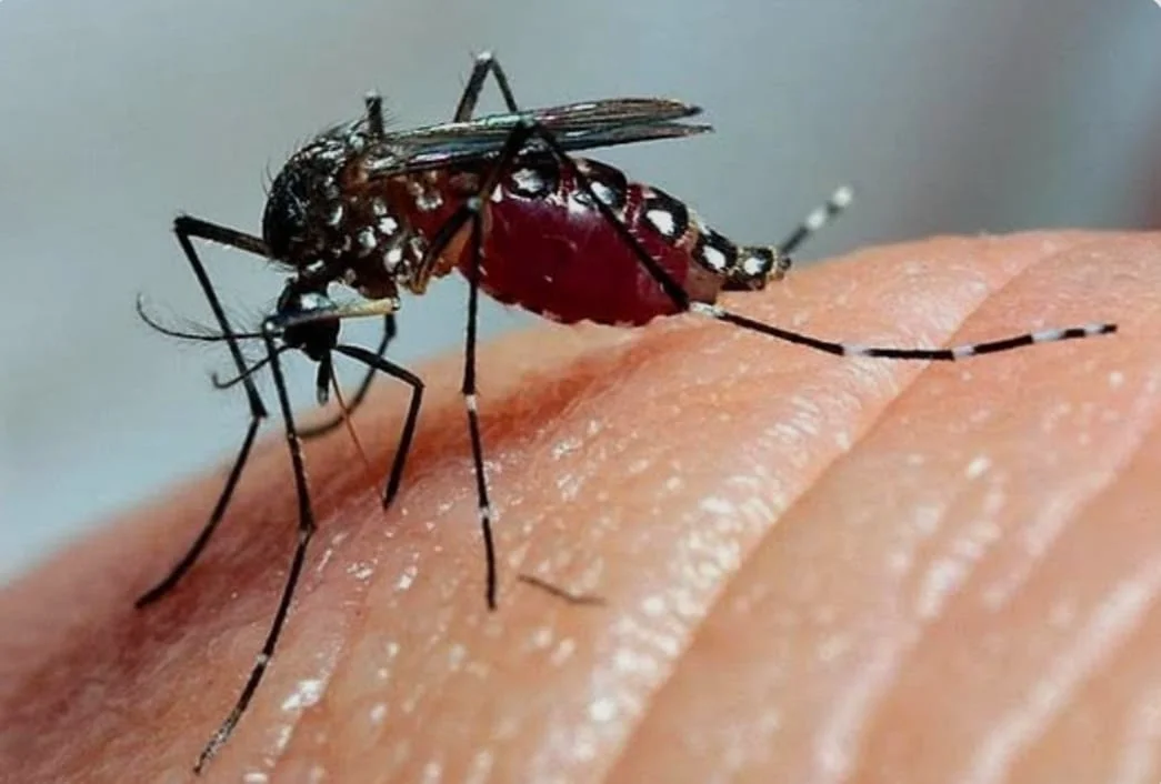 Boletim Arboviroses São Carlos – 18/02/26