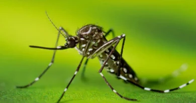 Boletim Arboviroses 24/02/2026 Boletim Arboviroses 24/02/2026