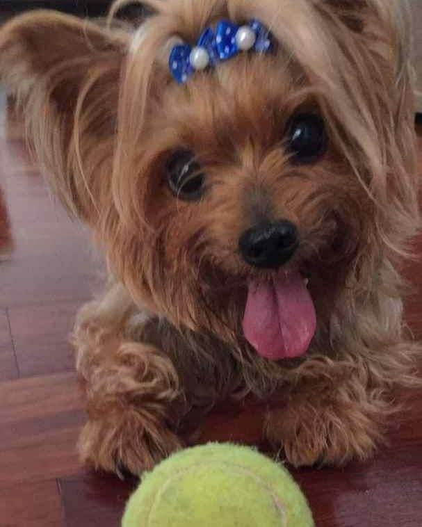 Homenagem a cachorrinha Annie Silva – Funerais Pet