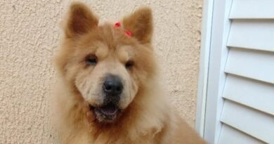 Homenagem a cachorrinha Tiffany – Funerais Pet