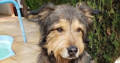 Homenagem ao cachorro Hércules – Funerais Pet