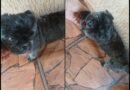 Shih Tzu é encontrado no Centro de Ibaté e aguarda contato dos tutores