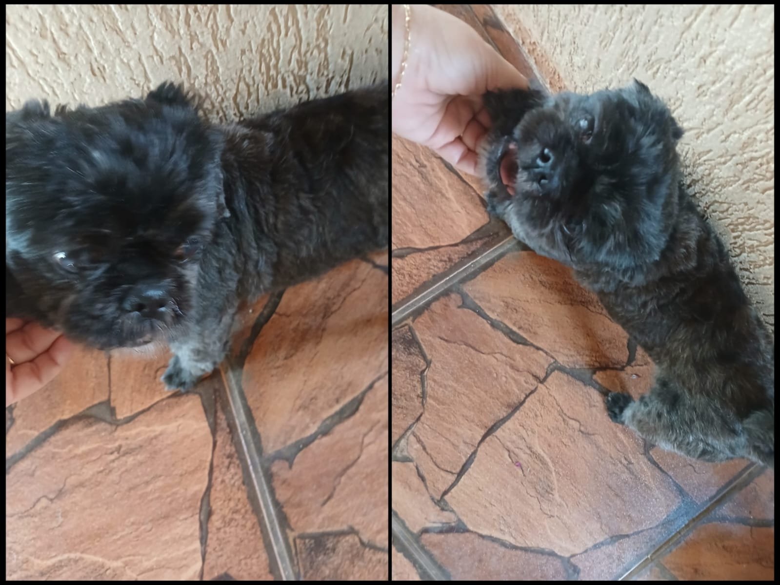 Shih Tzu é encontrado no Centro de Ibaté e aguarda contato dos tutores
