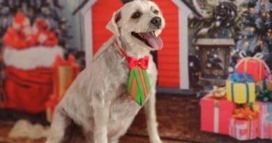 Homenagem ao cachorrinho Thor – Funerais Pet