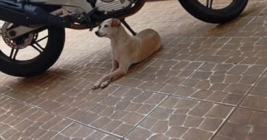 Homenagem ao cachorrinho Tequila – Funerais Pet