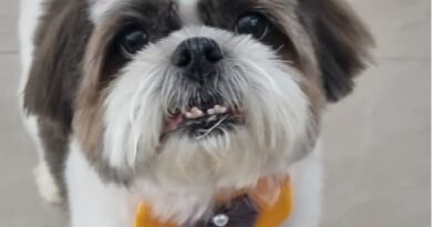 Homenagem ao cachorrinho Tobby – Funerais Pet Homenagem ao cachorrinho Tobby – Funerais Pet