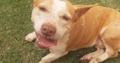 Homenagem a cachorrinha Mel – Funerais Pet