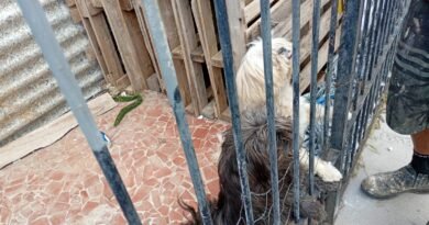 Ação fiscalizatória apreende 12 cães em criadouro clandestino em São Carlos