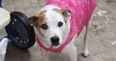 Homenagem a cachorrinha Laura – Funerais Pet Homenagem a cachorrinha Laura – Funerais Pet