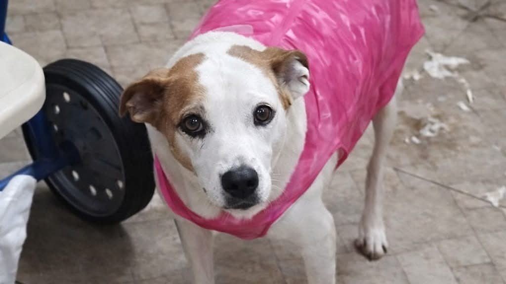 Homenagem a cachorrinha Laura – Funerais Pet