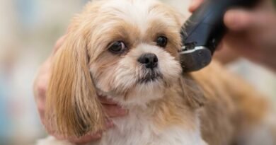 Fesc abre inscrições para curso de banho e tosa