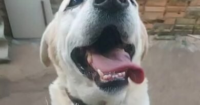 Homenagem ao cachorrinho Alvin – Funerais Pet Homenagem ao cachorrinho Alvin – Funerais Pet