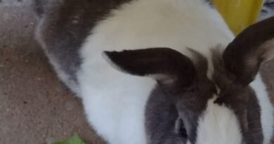 Homenagem ao coelho Senhor Coelho – Funerais Pet Homenagem ao coelho Senhor Coelho – Funerais Pet