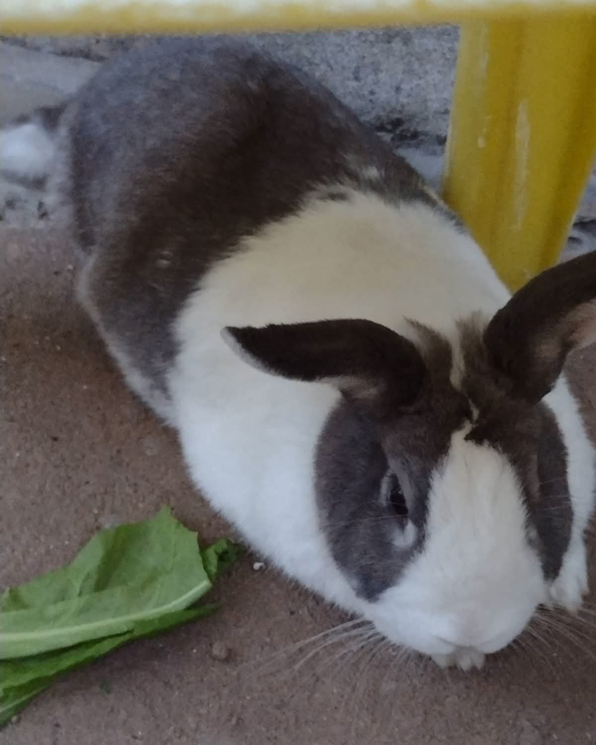 Homenagem ao coelho Senhor Coelho – Funerais Pet