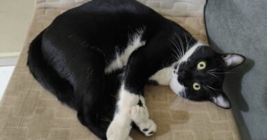 Homenagem ao gatinho Frajola – Funerais Pet Homenagem ao gatinho Frajola – Funerais Pet