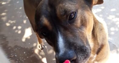 Homenagem ao cachorrinho Boby – Funerais Pet Homenagem ao cachorrinho Boby – Funerais Pet