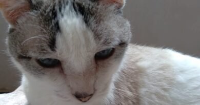 Homenagem ao gatinho Cris – Funerais Pet