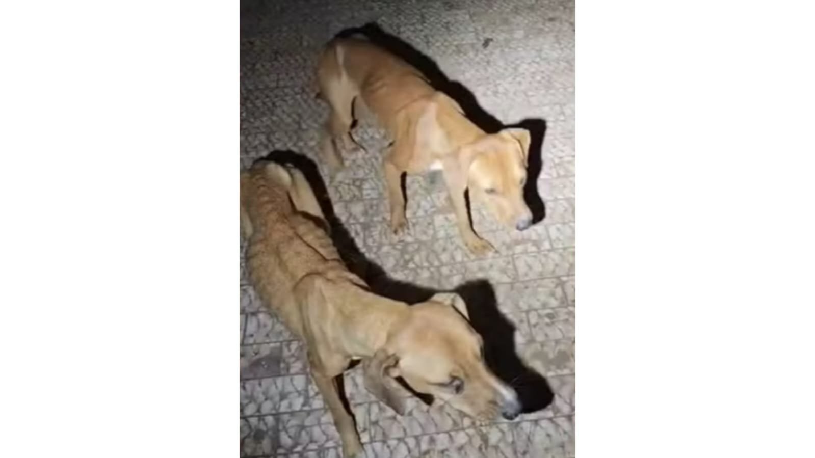 5 cães esqueléticos sem comida e água são resgatados em casa em Rio Claro