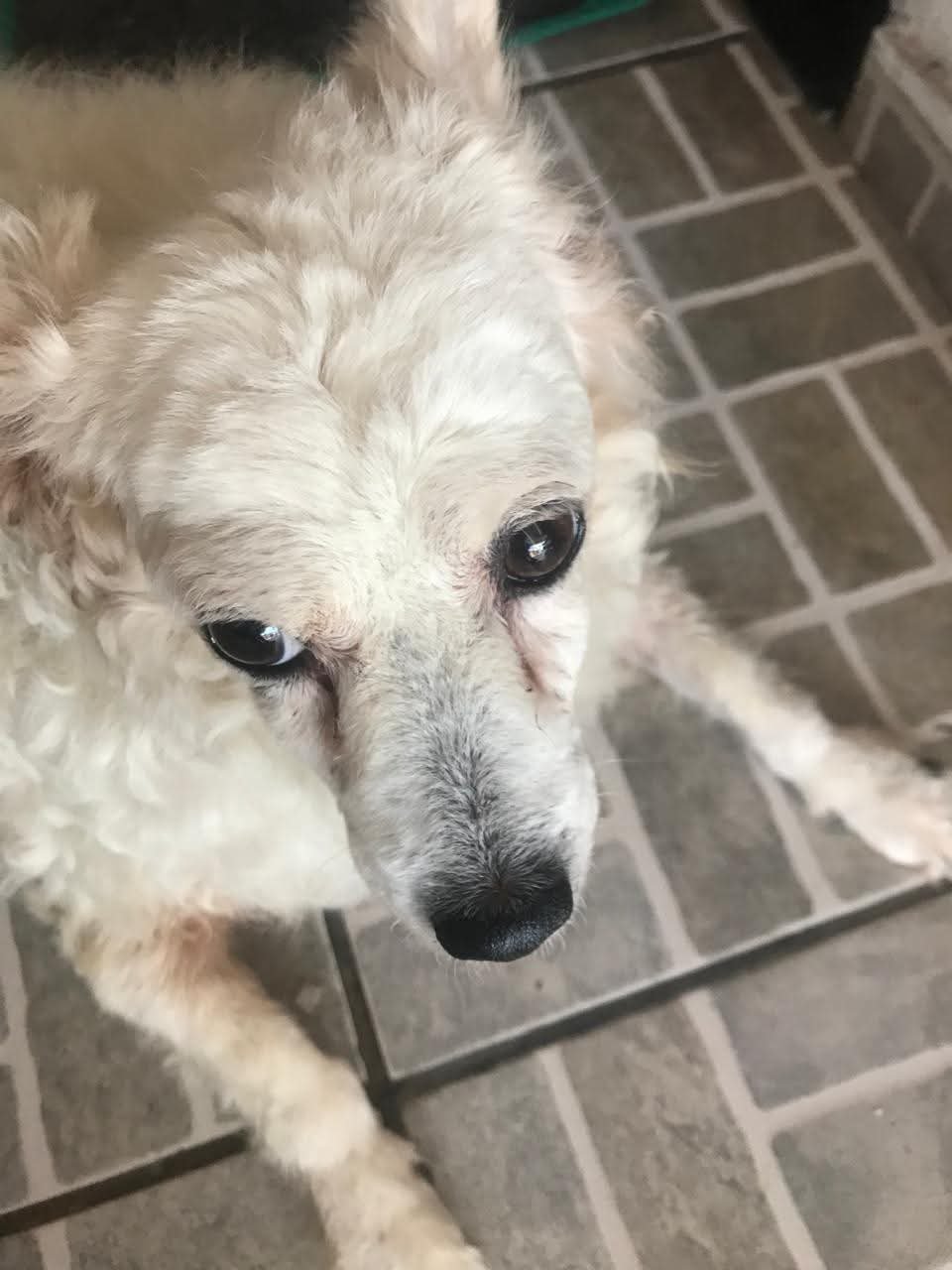 Homenagem a cachorrinha Jully – Funerais Pet