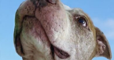 Homenagem ao cachorrinho Greg – Funerais Pet