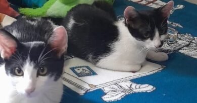 Homenagem ao gatinho Oliver – Funerais Pet