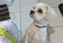 Homenagem ao cachorrinho Astor Rabello – Funerais Pet