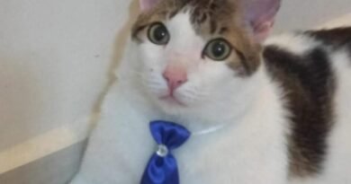 Homenagem ao gatinho Nino – Funerais Pet