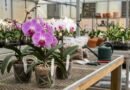 Prefeitura abre inscrições para curso gratuito de cuidados com orquídeas