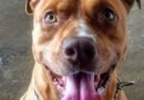 Homenagem ao cachorrinho Baruk – Funerais Pet