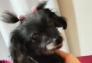 Homenagem a cachorrinha Pan Baby – Funerais Pet