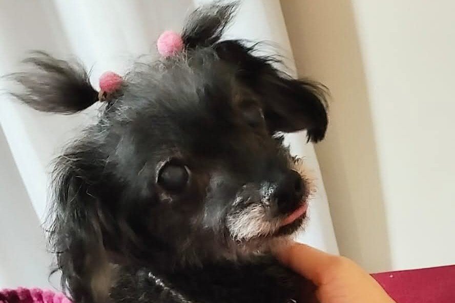 Homenagem a cachorrinha Pan Baby – Funerais Pet