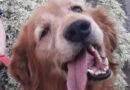Homenagem ao cachorrinho Jhony – Funerais Pet