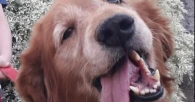 Homenagem ao cachorrinho Jhony – Funerais Pet Homenagem ao cachorrinho Jhony – Funerais Pet