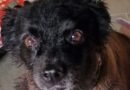 Homenagem a cachorrinha Negona – Funerais Pet
