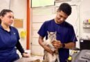 Prefeitura retoma atendimento veterinário gratuito com plantão de 24 horas para famílias em vulnerabilidade