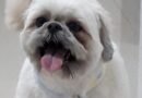 Homenagem ao cachorrinho Bólinha