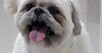 Homenagem ao cachorrinho Bólinha
