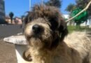 Homenagem a cachorrinha Malu – Funerais Pet