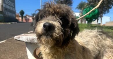 Homenagem a cachorrinha Malu – Funerais Pet