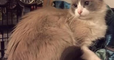 Homenagem a gatinha Lola Carbonel – Funerais Pet