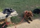 Defesa Civil e Guarda Municipal capturam pit bull solto após relatos de agressividade em Ibaté