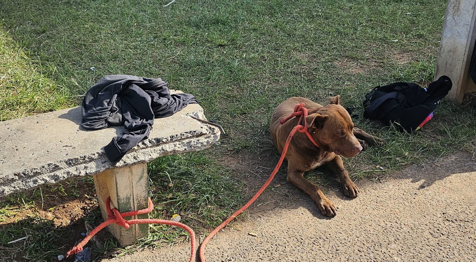 Defesa Civil e Guarda Municipal capturam pit bull solto após relatos de agressividade em Ibaté