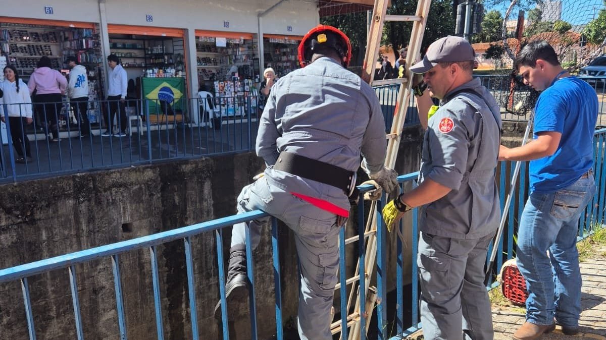 Felino é resgatado no córrego do Gregório em ação conjunta entre defesa animal e corpo de bombeiros