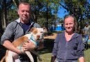 Feira de adoção garante novos lar para 14 cães em São Carlos