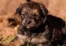 Feira de adoção com 267 animais será realizada no próximo sábado