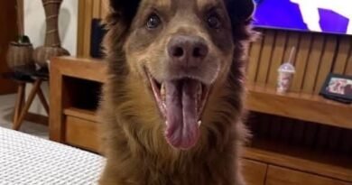 Homenagem ao cachorrinho Niko – Funerais Pet