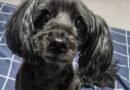Homenagem a cachorrinha Gaia Maria – Funerais Pet