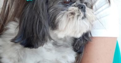 Homenagem a cachorrinha Molly – Funerais Pet