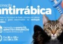 Prefeitura de Ibaté realiza vacinação antirrábica para cães e gatos nesta semana