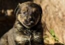 Prefeitura promove feira de adoção neste sábado com 264 animais à espera de um lar